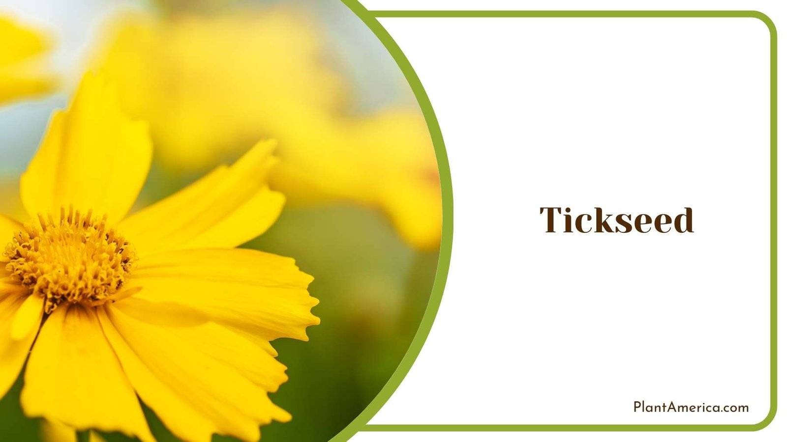 Tickseed Yellow Flowers Plant America