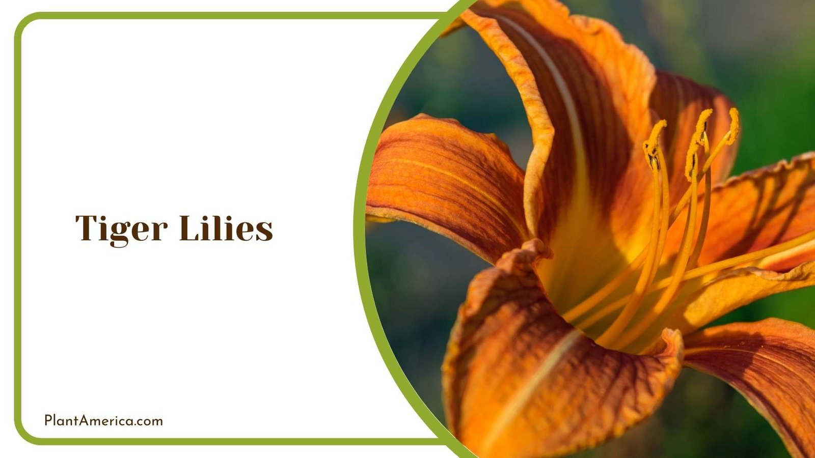 Tiger Lilies In a Garden Plant America Tiger Lilies In a Garden Plant America