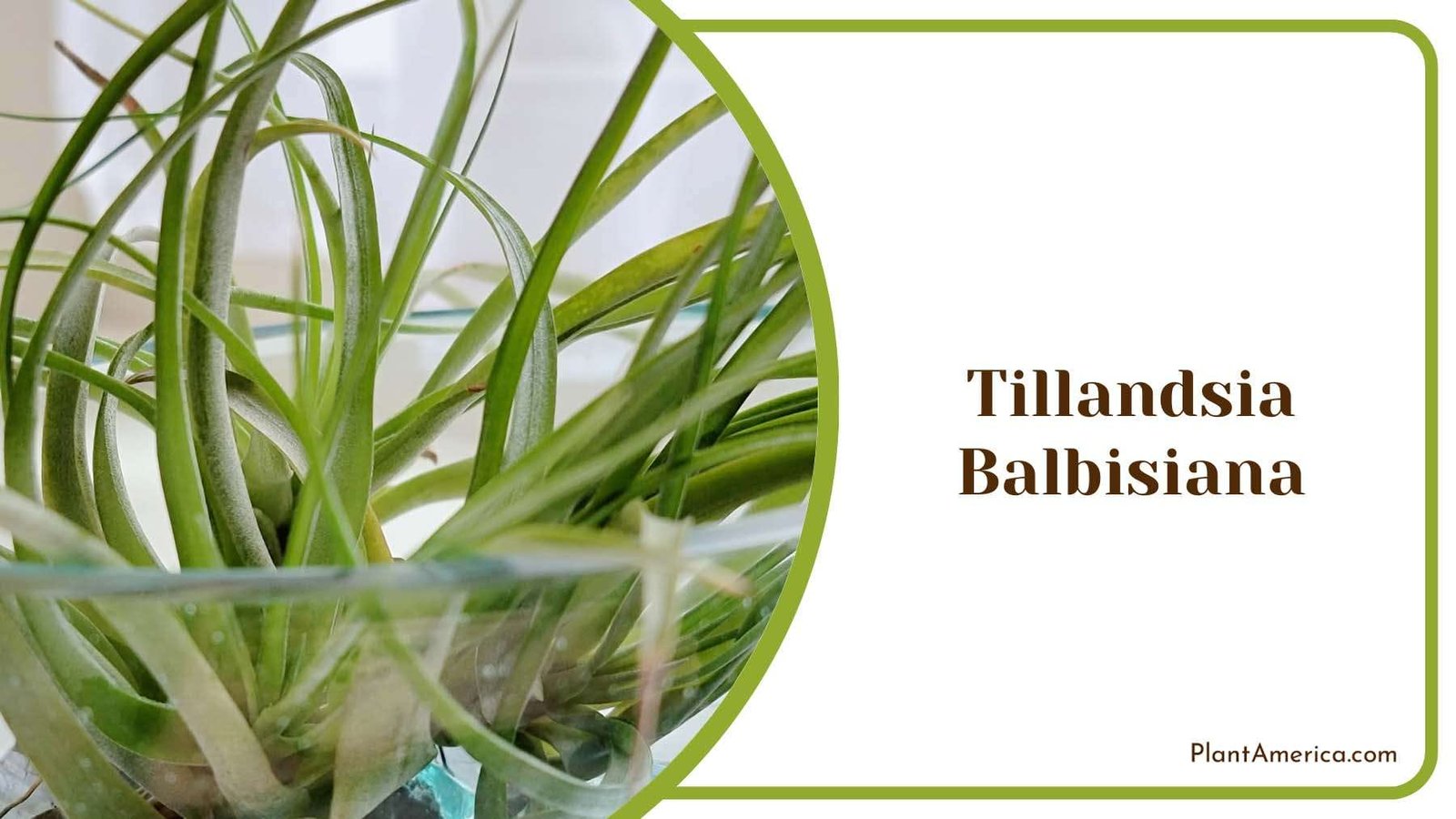 Tillandsia Balbisiana Plant Plant America