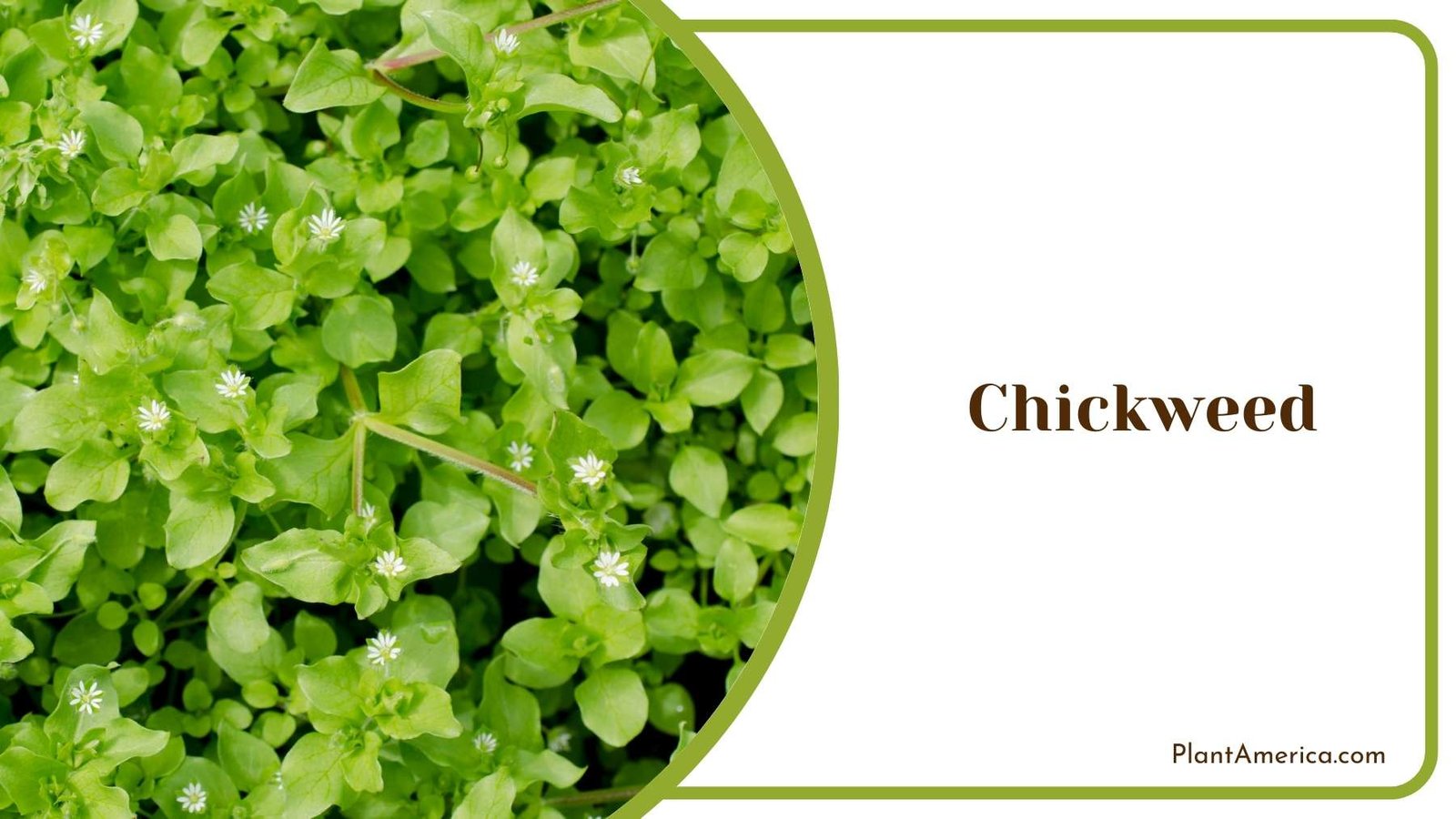 Tiny Chickweed Leaves Plant America