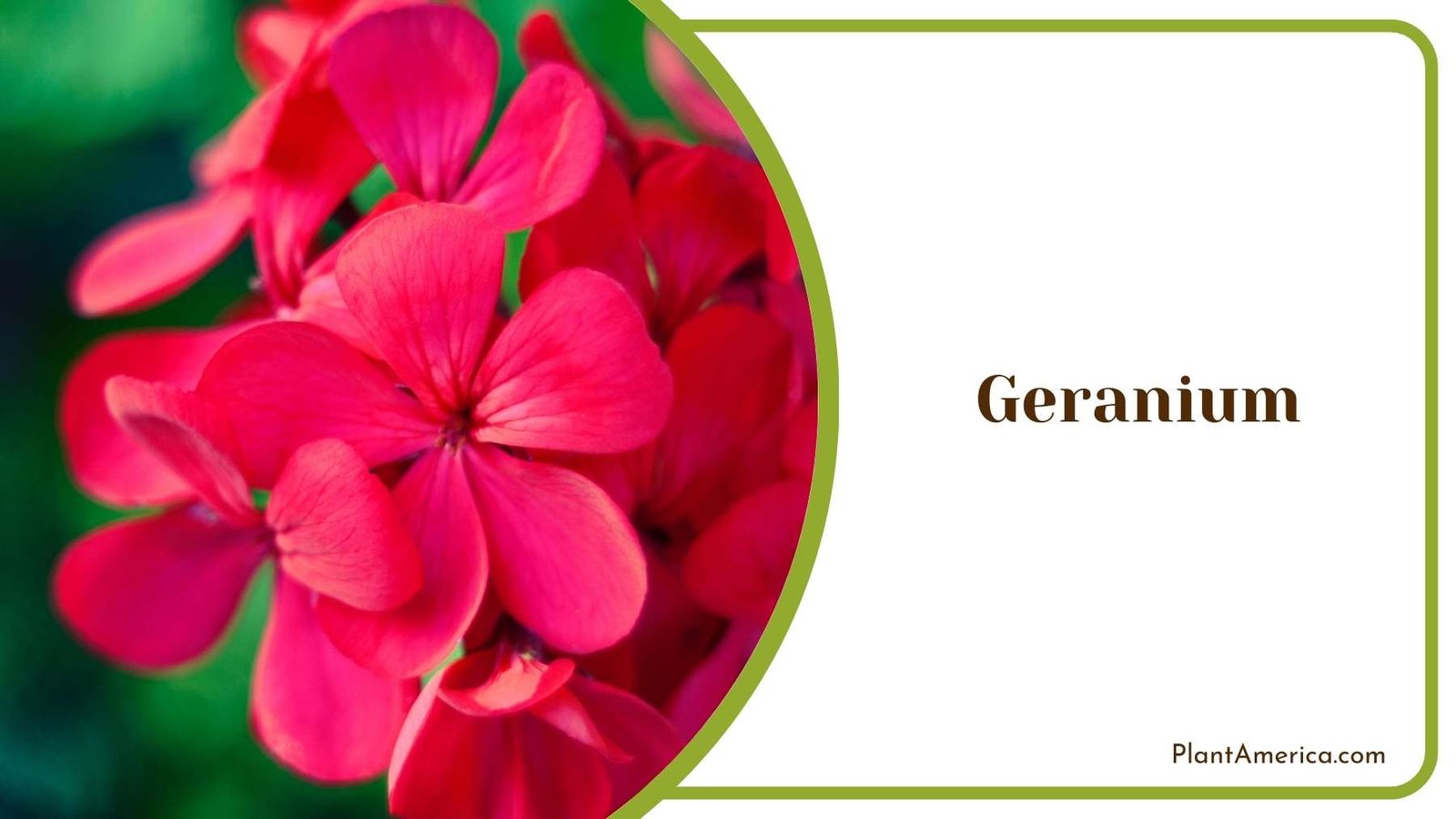 Tiny Geranium Bloom Plant America