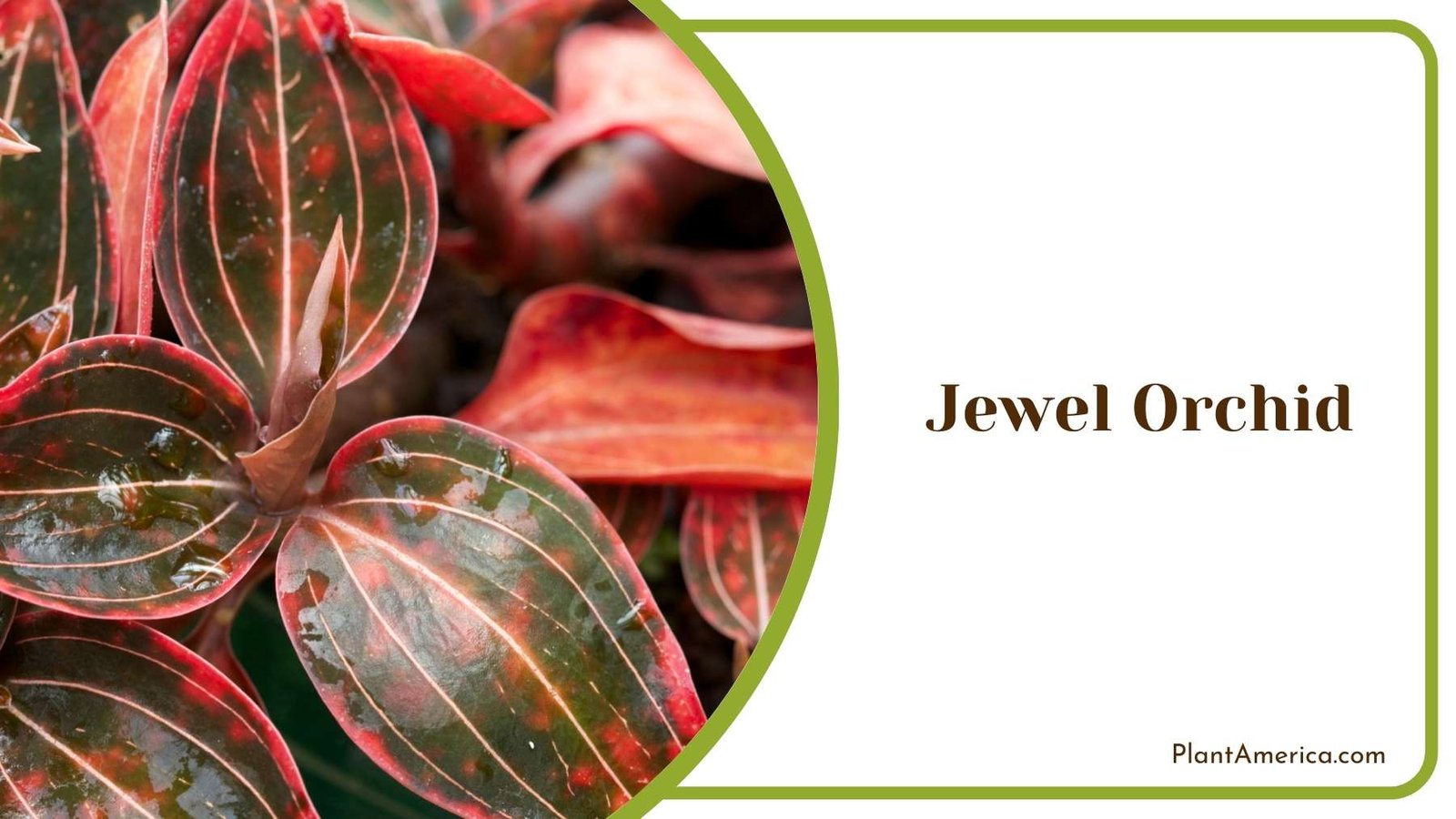 Tiny Jewel Orchid Plant America