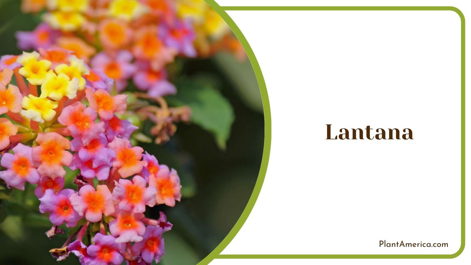 Tiny Lantana Flower Plant America