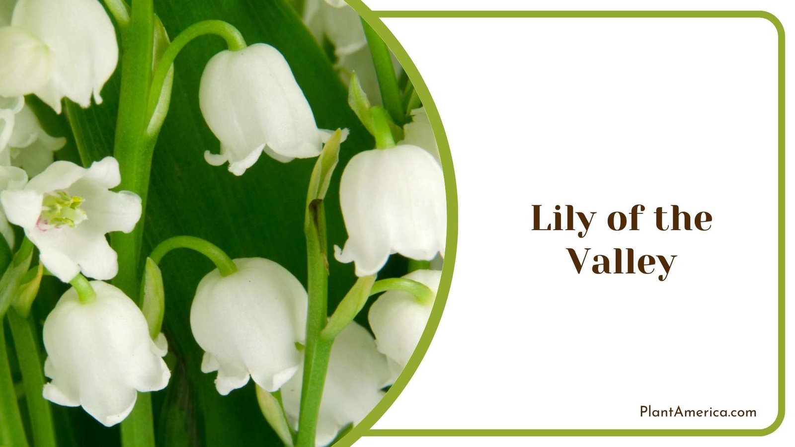 Tiny Lily of the Valley Bloom Plant America