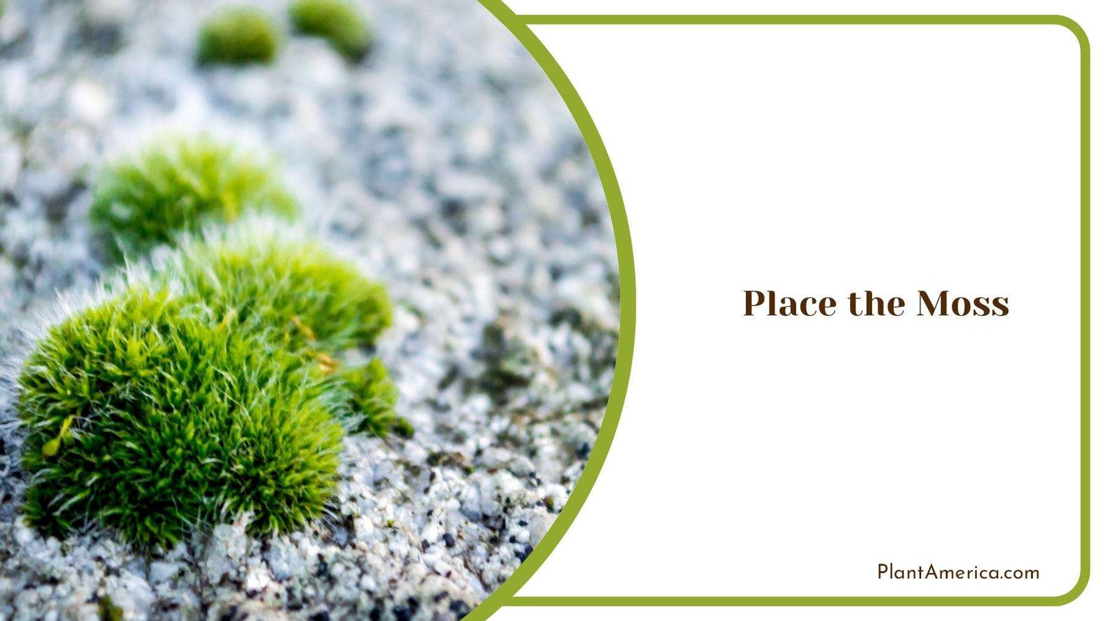 Tiny Little Mosses on Stone Surface Plantamerica Tiny Little Mosses on Stone Surface Plantamerica