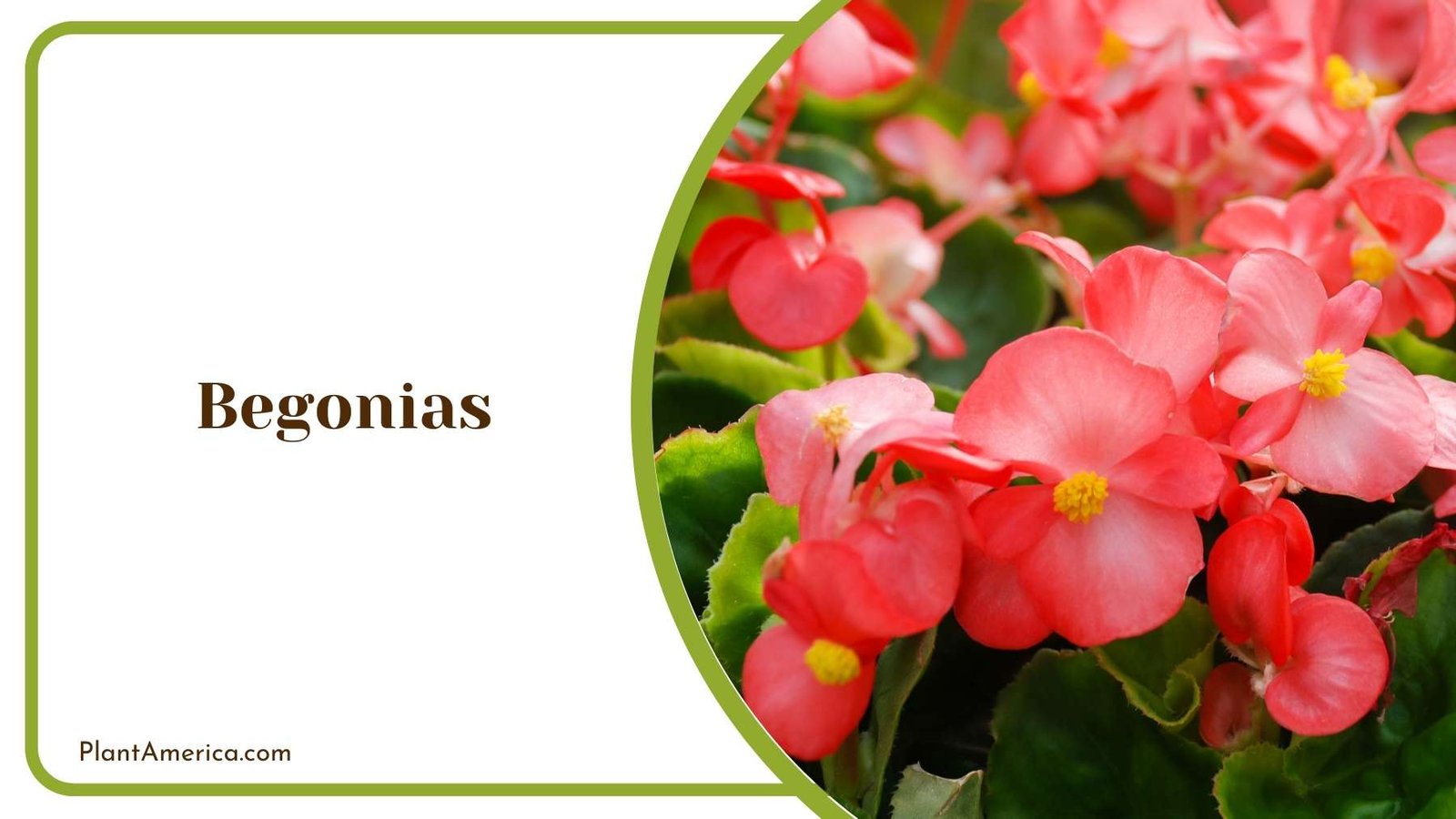 Tiny Lovely Begonias Plant America