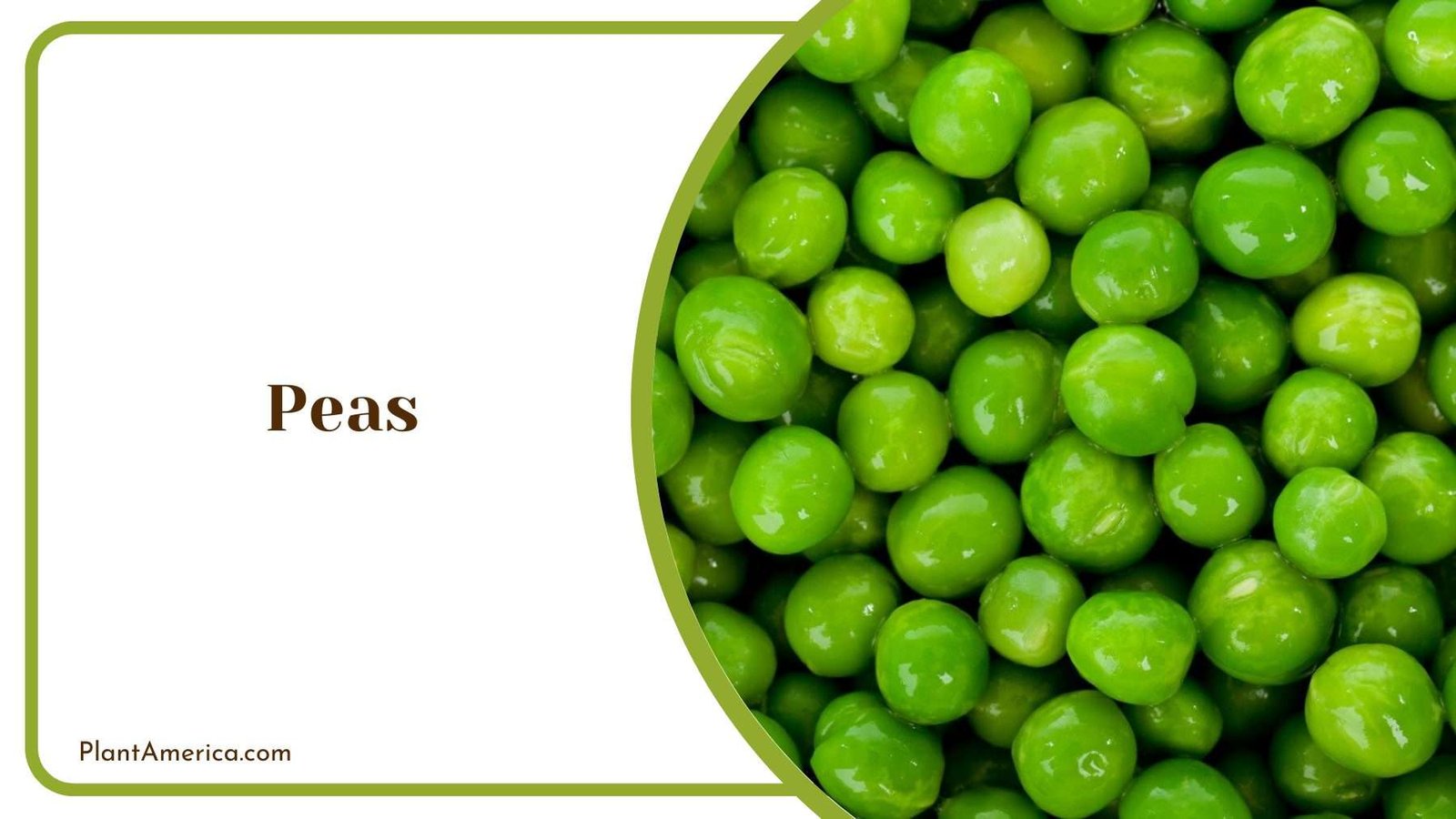 Tiny Peas In a Picture Plant America