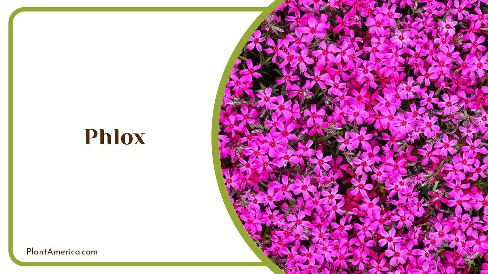 Tiny Phlox Flowers Plant America