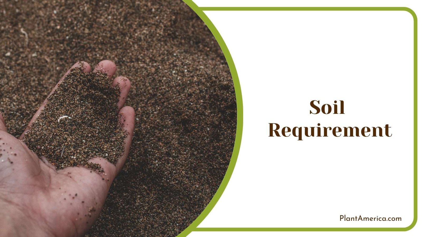 Tiny Pieces Of Soil Plant America