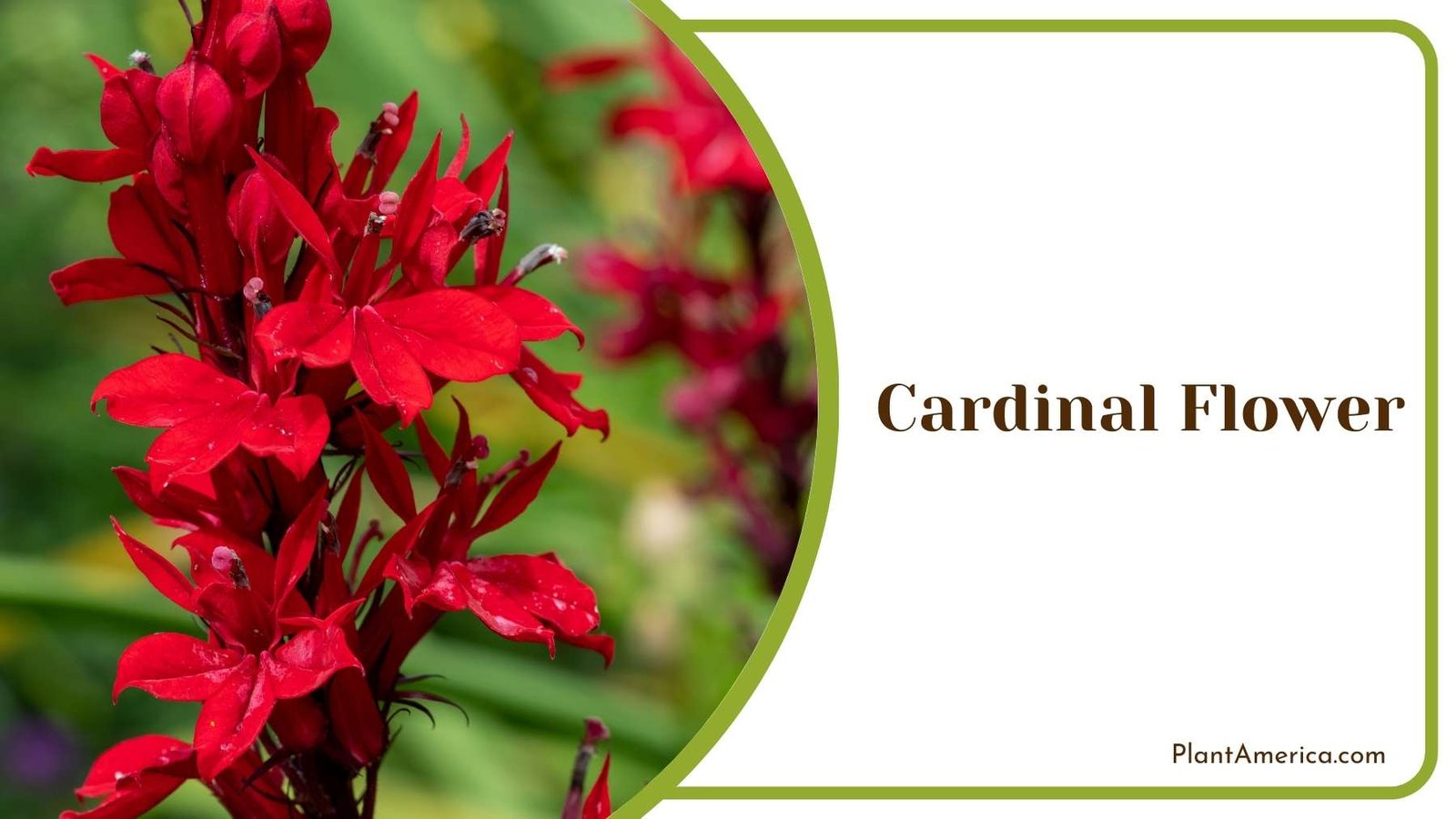 Tiny Red Cardinal Flower Plant America