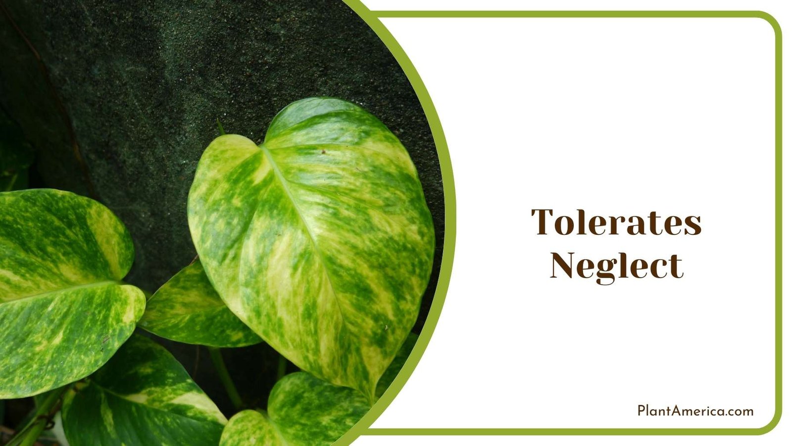 Tolerates Neglect Plant America