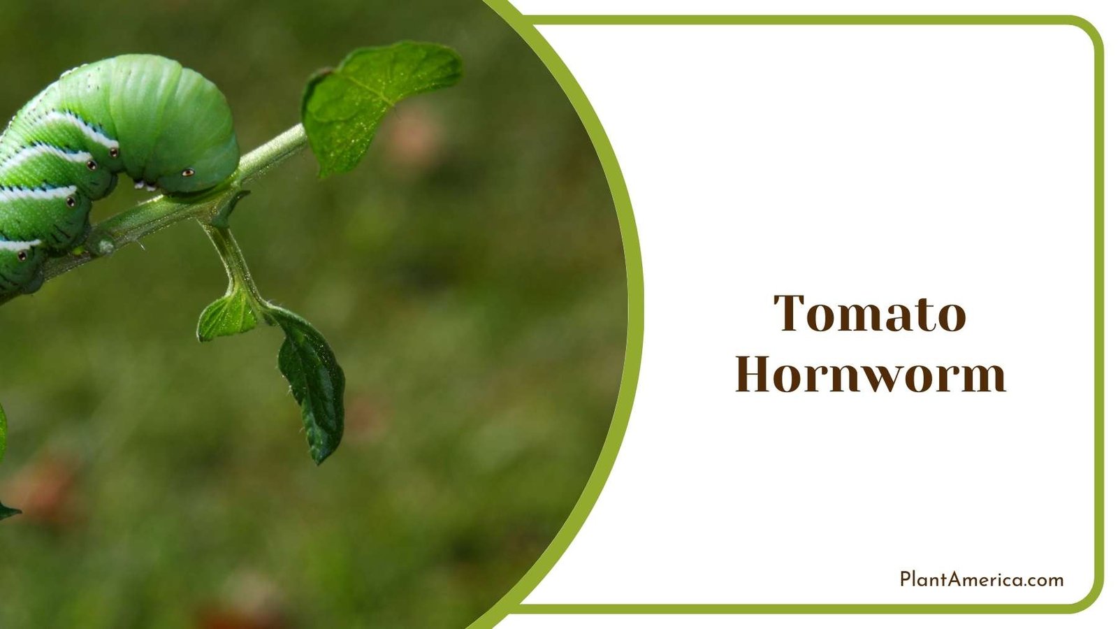 Tomato Hornworm Plant America Tomato Hornworm Plant America