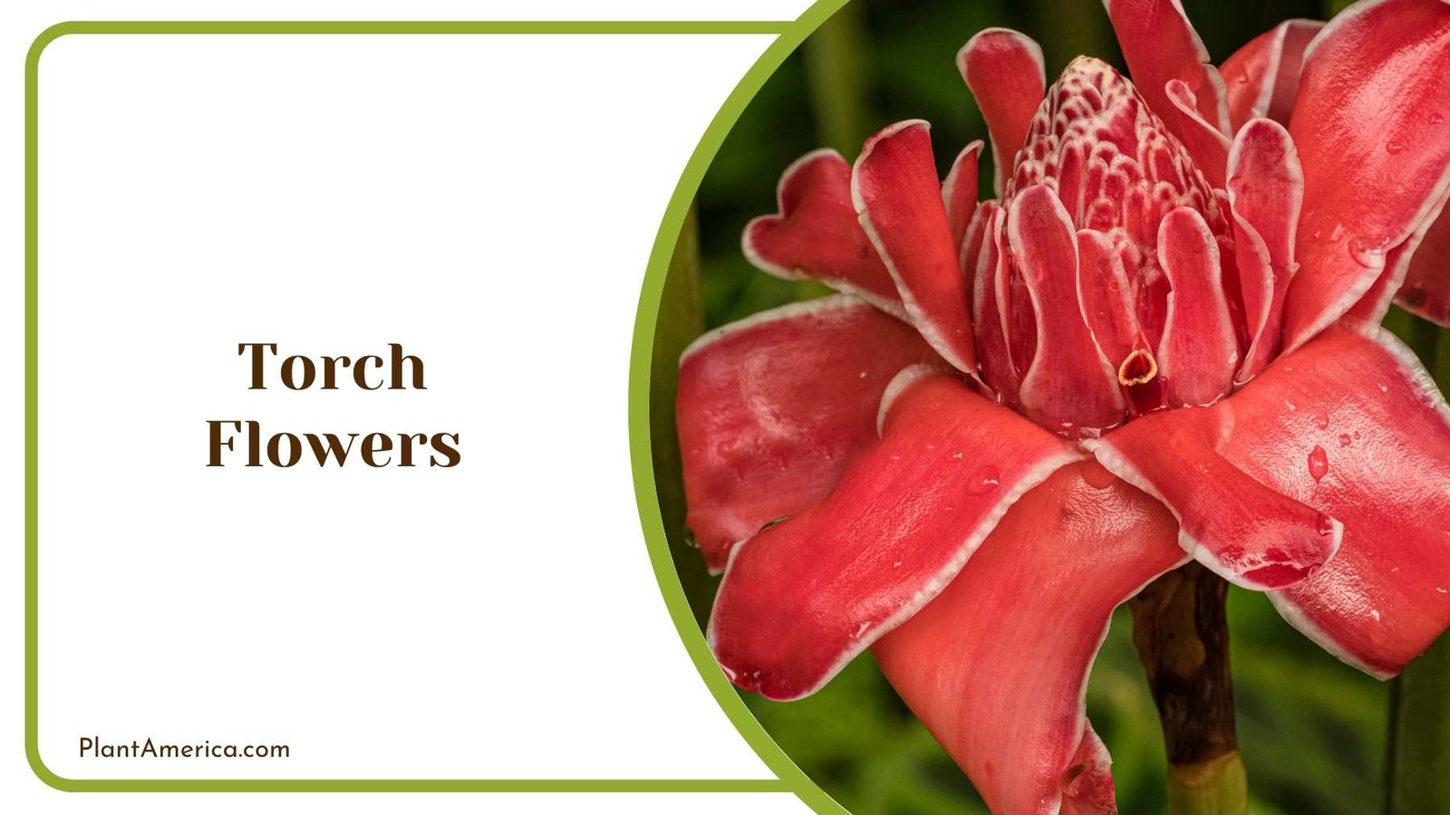 Torch Flowers From Close Look Plant America