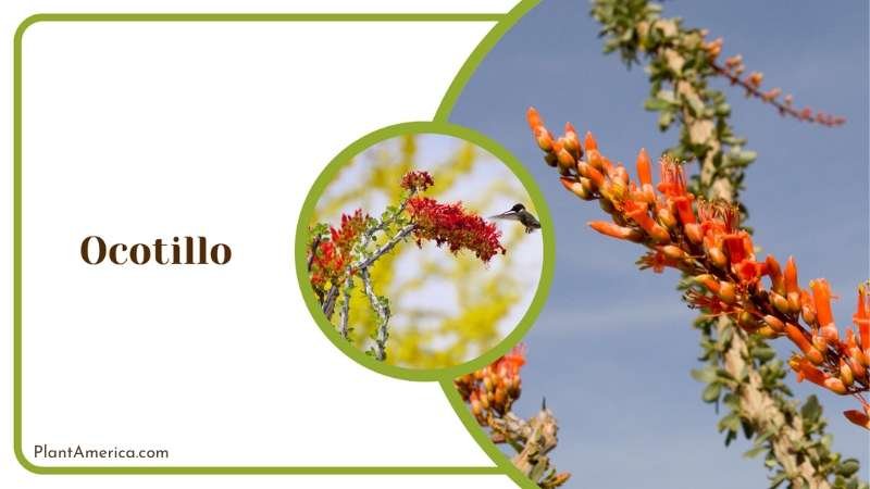 Towering Ocotillo Plant America