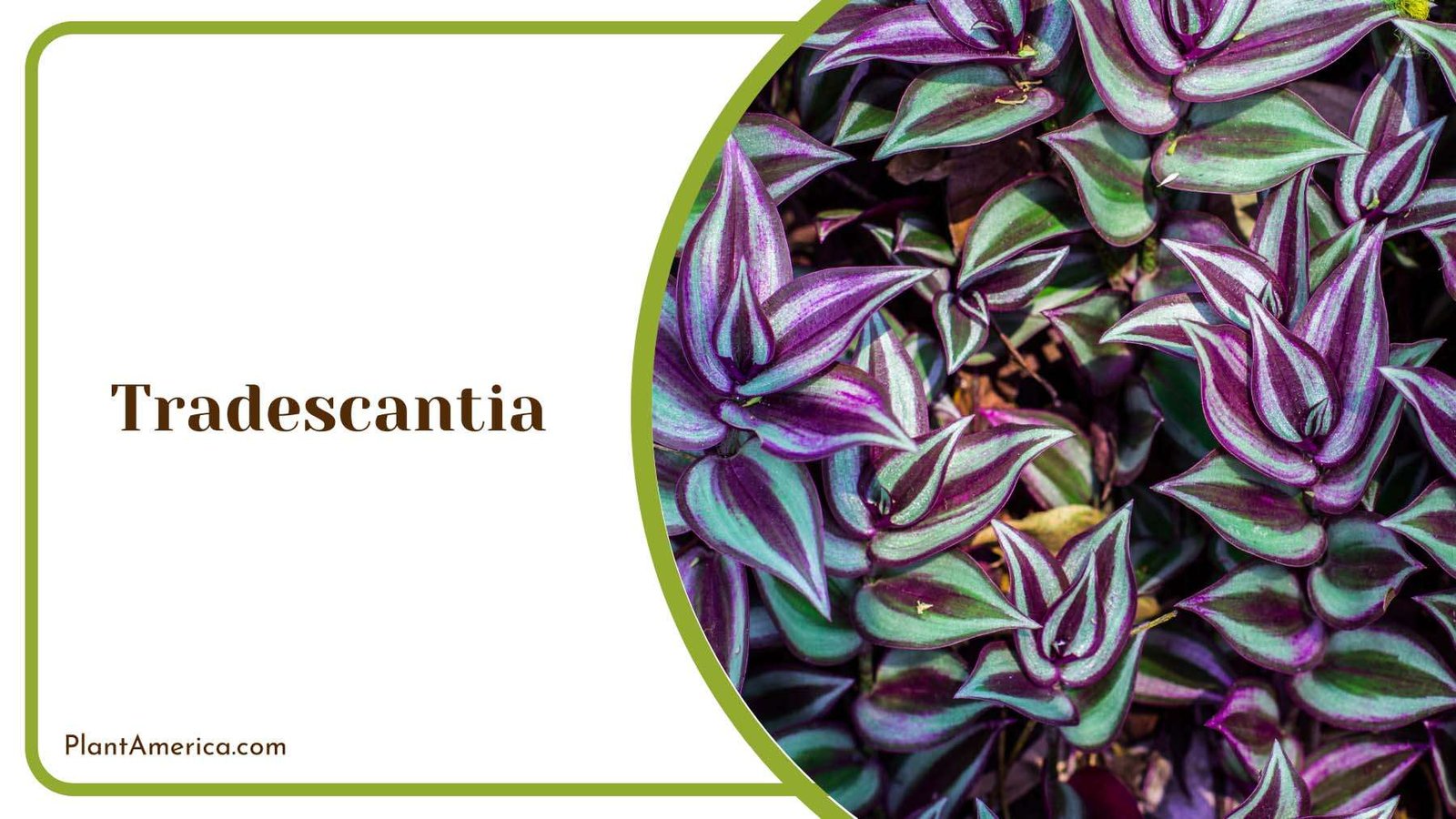 Tradescantia Colorful Shades Of Purple Plant America