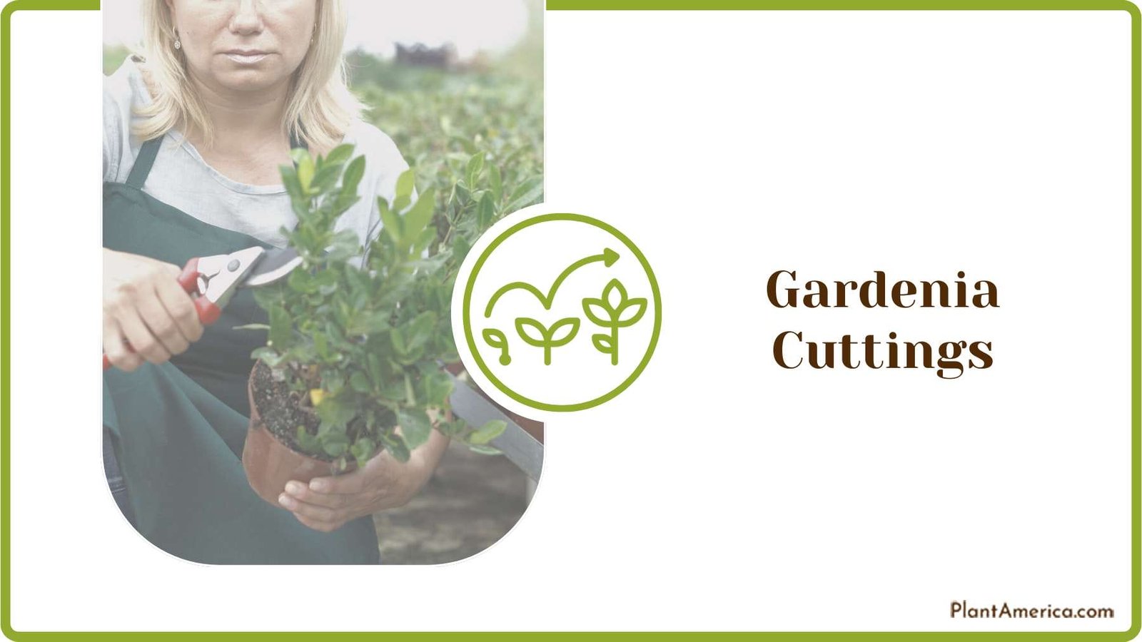 Transplant Gardenia Cuttings Plant America