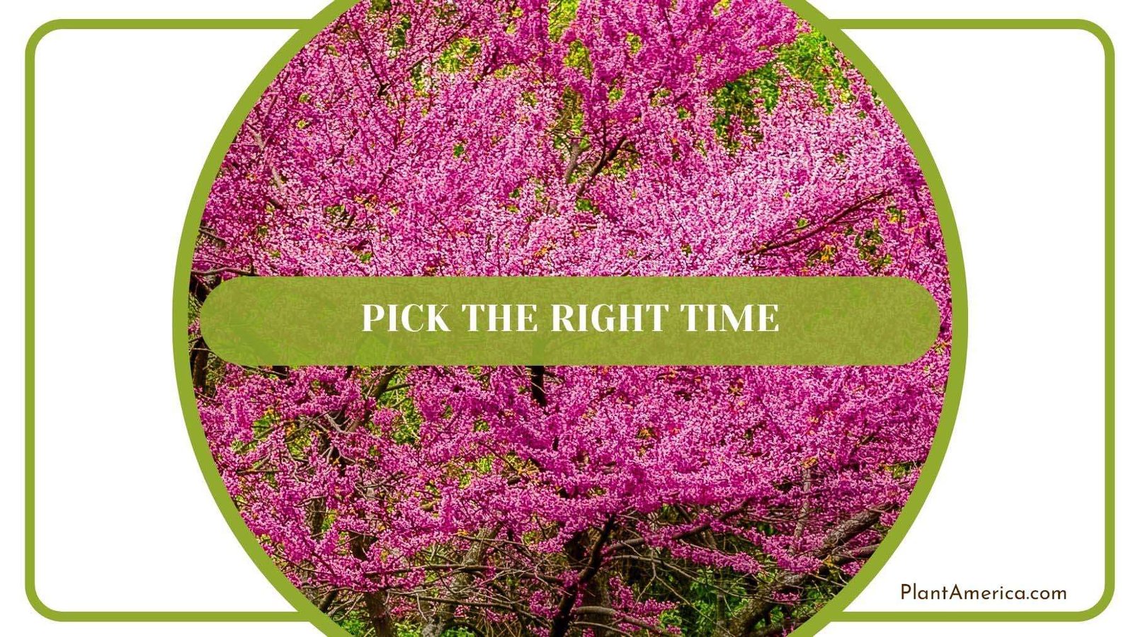 Transplant Redbud Tree Right Time PlantAmerica