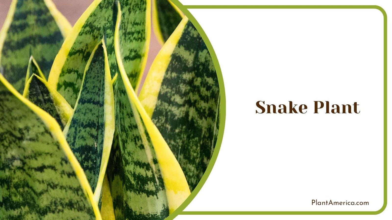 Transplanting Snake Plant Plant America