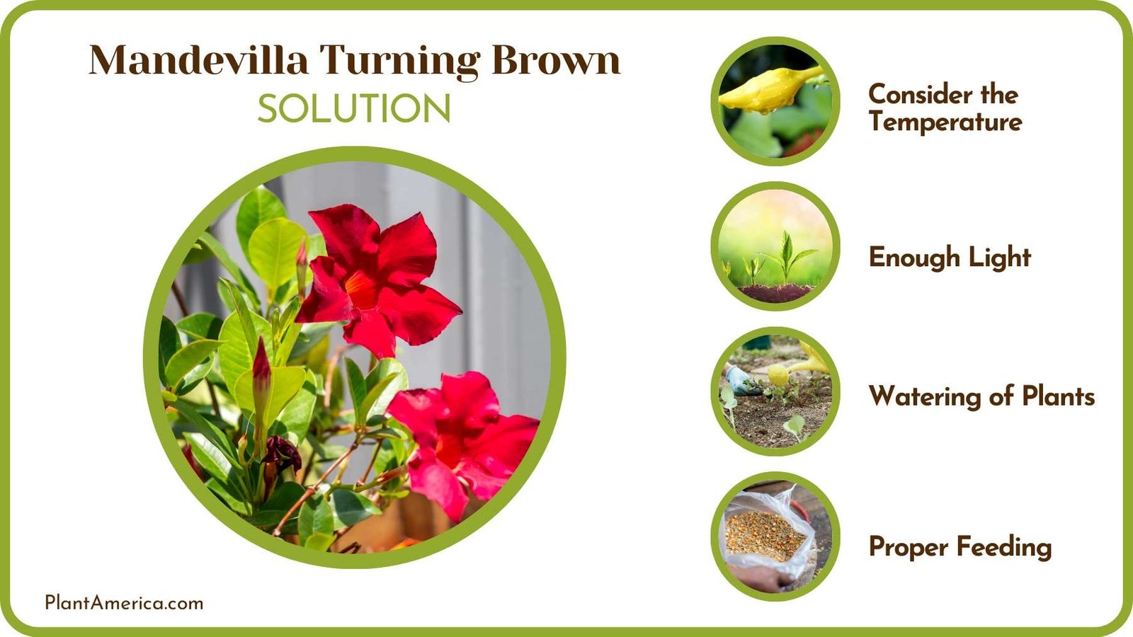 Treat Brown Leaves of Mandevillas Plant America Treat Brown Leaves of Mandevillas Plant America