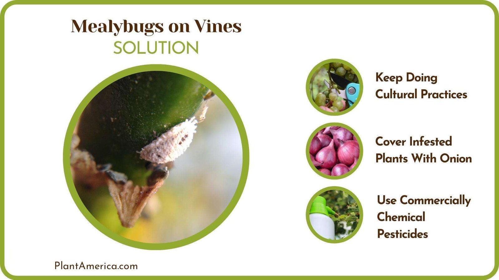 Treating Mealybugs on Vines PlantAmerica