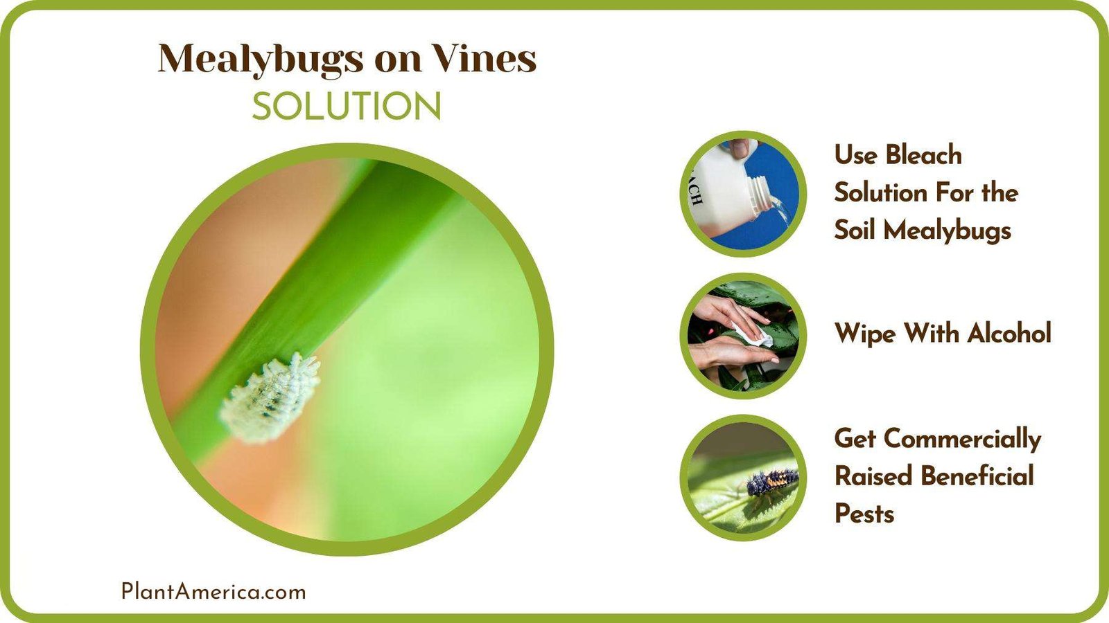 Treatment of Mealybugs on Vines PlantAmerica
