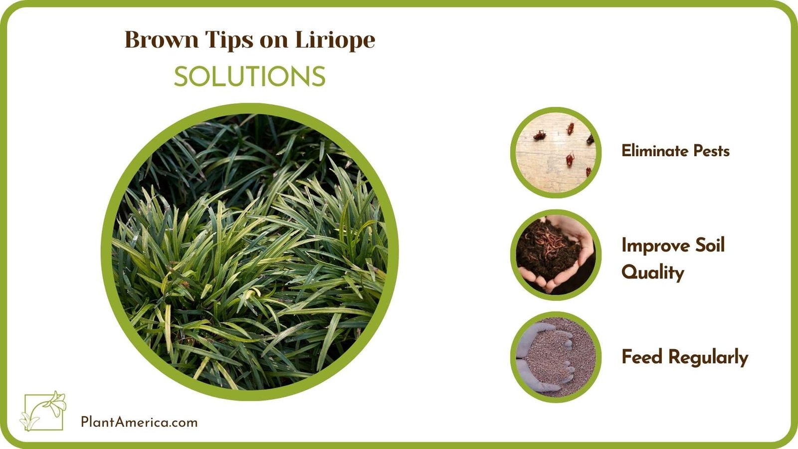 Treatments For Brown Tips on Liriope Plant America