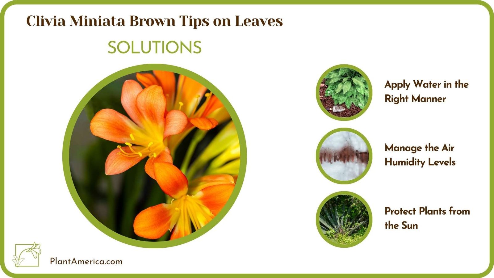 Treats For Clivia Miniata Brown Tips on Leaves Plant America