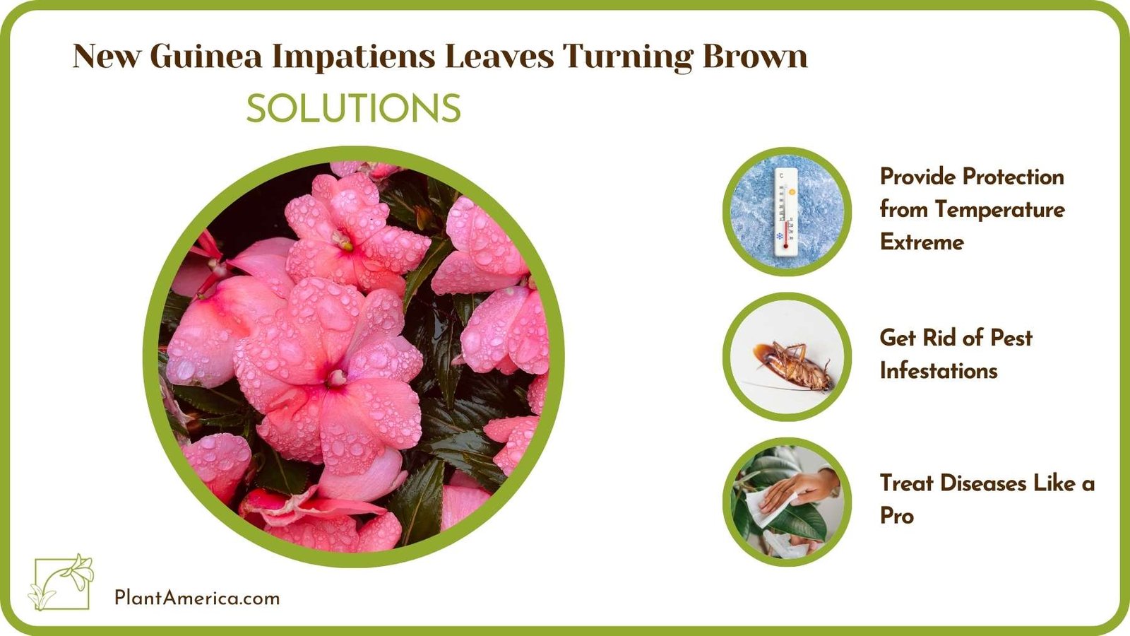 Treats For New Guinea Impatiens Leaves Turning Brown Plant America