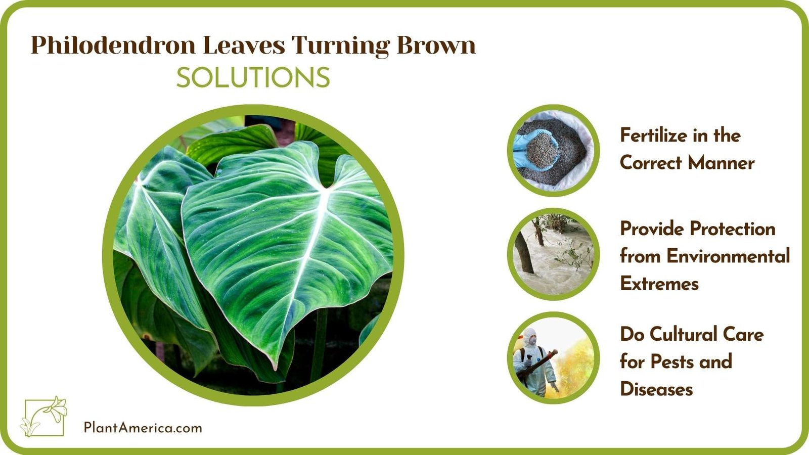 Treats Of Philodendron Leaves Turning Brown Plant America