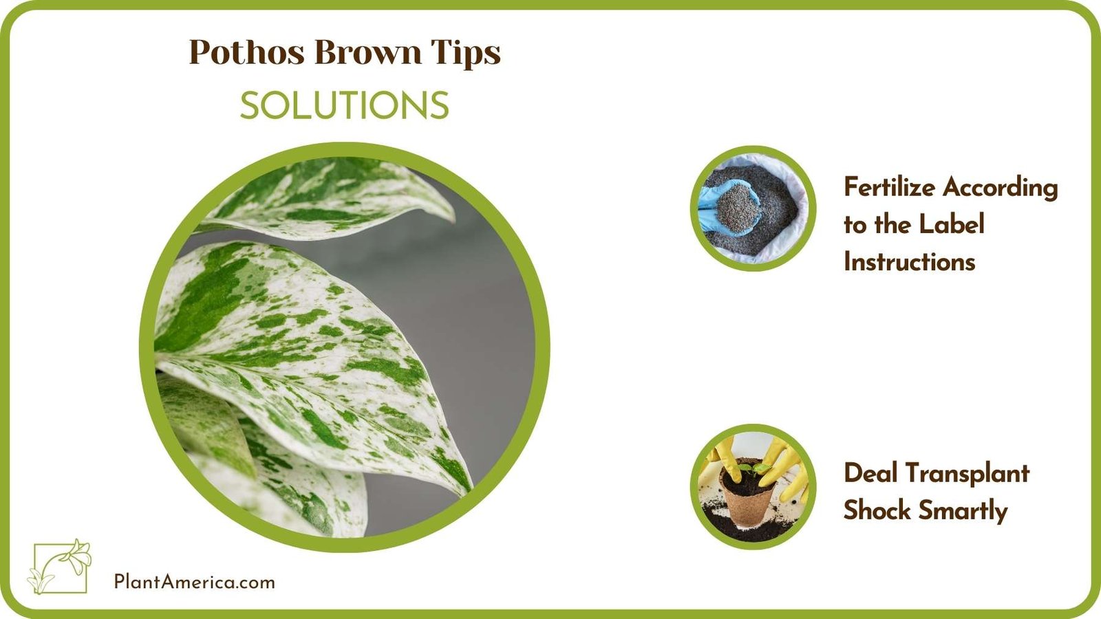 Treats Of Pothos Brown Tips Plant America