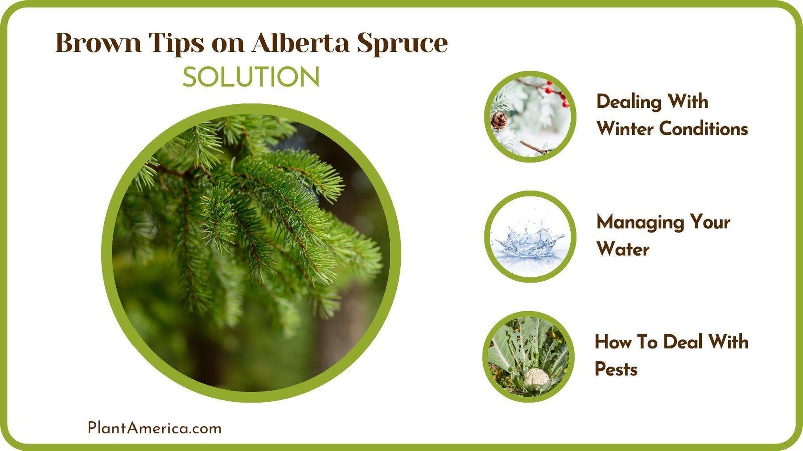 Treats of Brown Tips on Alberta Spruce Plant America
