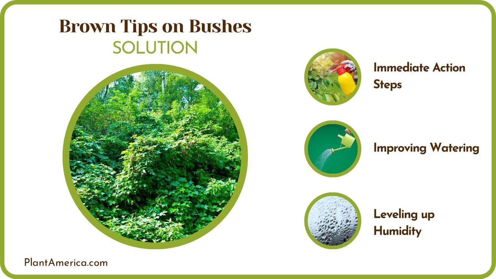 Treats of Brown Tips on Bushes Plant America 1
