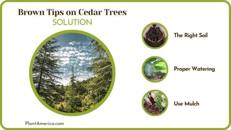 Brown Tips on Cedar Trees: Why It Happens and How to Solve - Plant America
