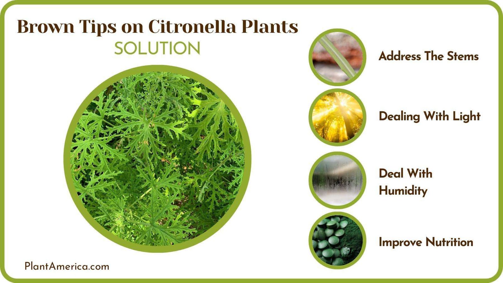 Treats of Brown Tips on Citronella Plants Plant America
