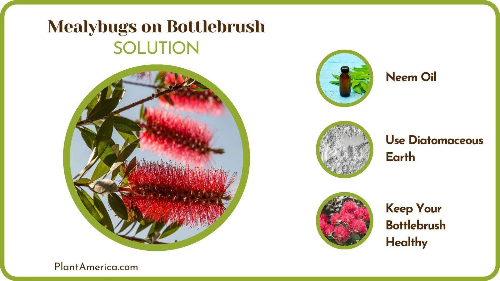 Treats of Mealybugs on Bottlebrush PlantAmerica
