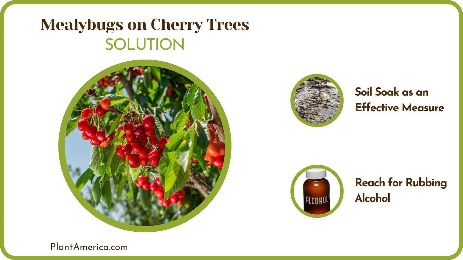 Treats of Mealybugs on Cherry Trees PlantAmerica