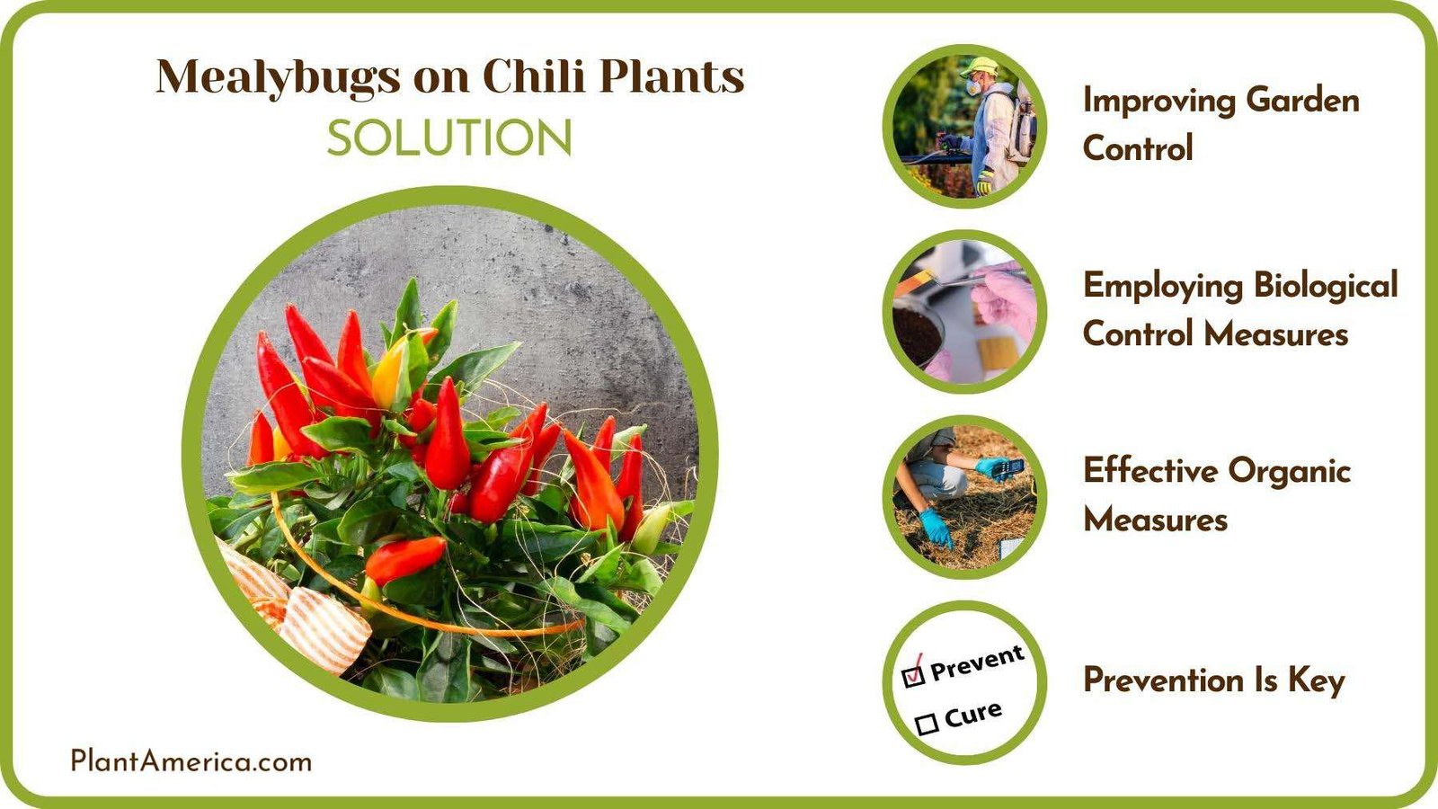 Treats of Mealybugs on Chili Plants Plant America