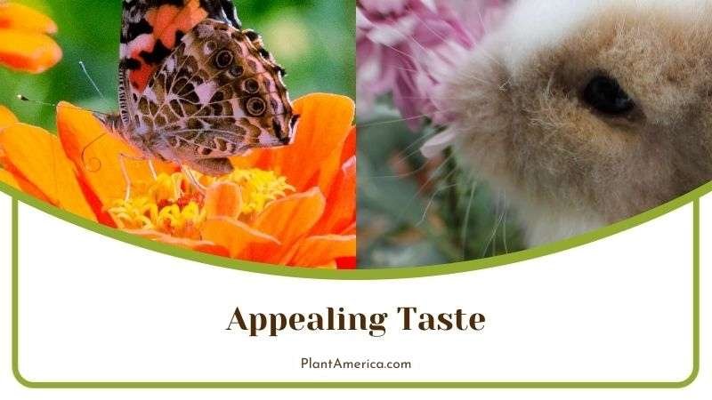 Trees That Look Like Weeping Willows Plant America