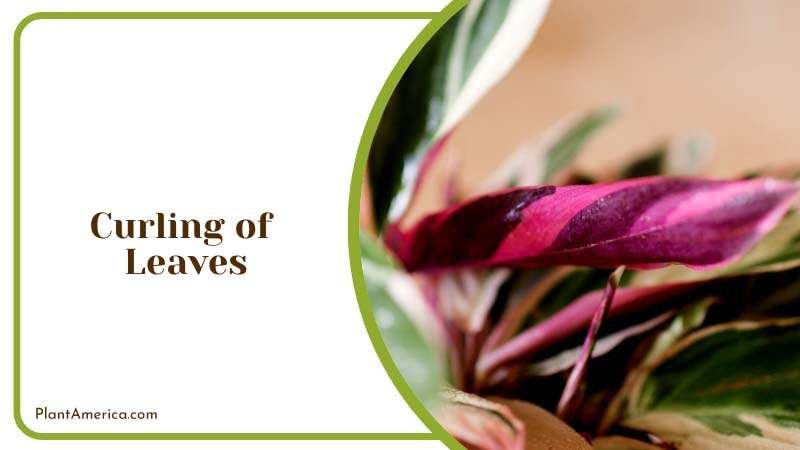 Tropics Home with Stromanthe Triostar Plant America 1