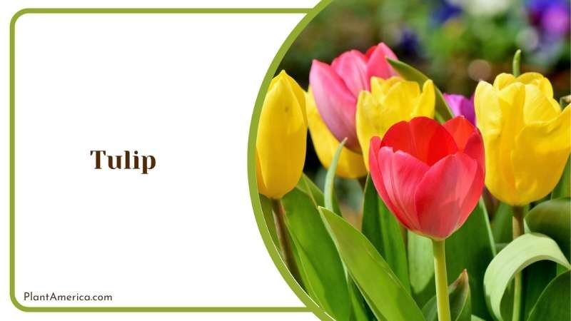 Tulip Colourful Flowers Plant America