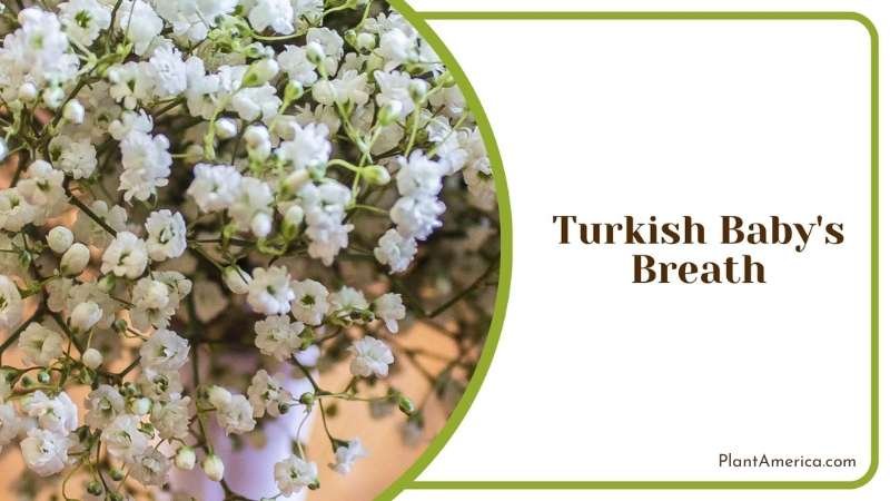 Turkish Baby s Breath Beautiful Bush Plant America