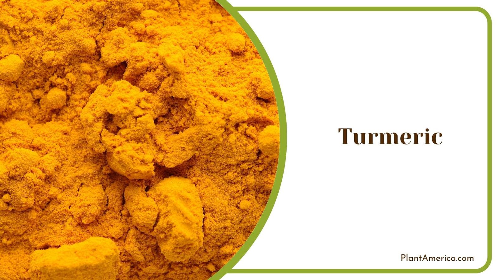 Turmeric Powder Plant America
