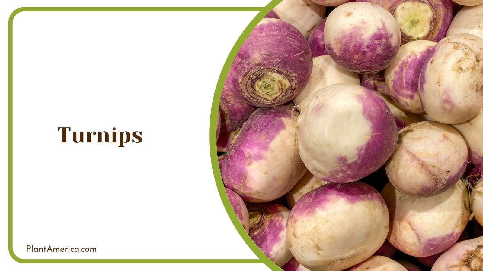 Turnips Plant America