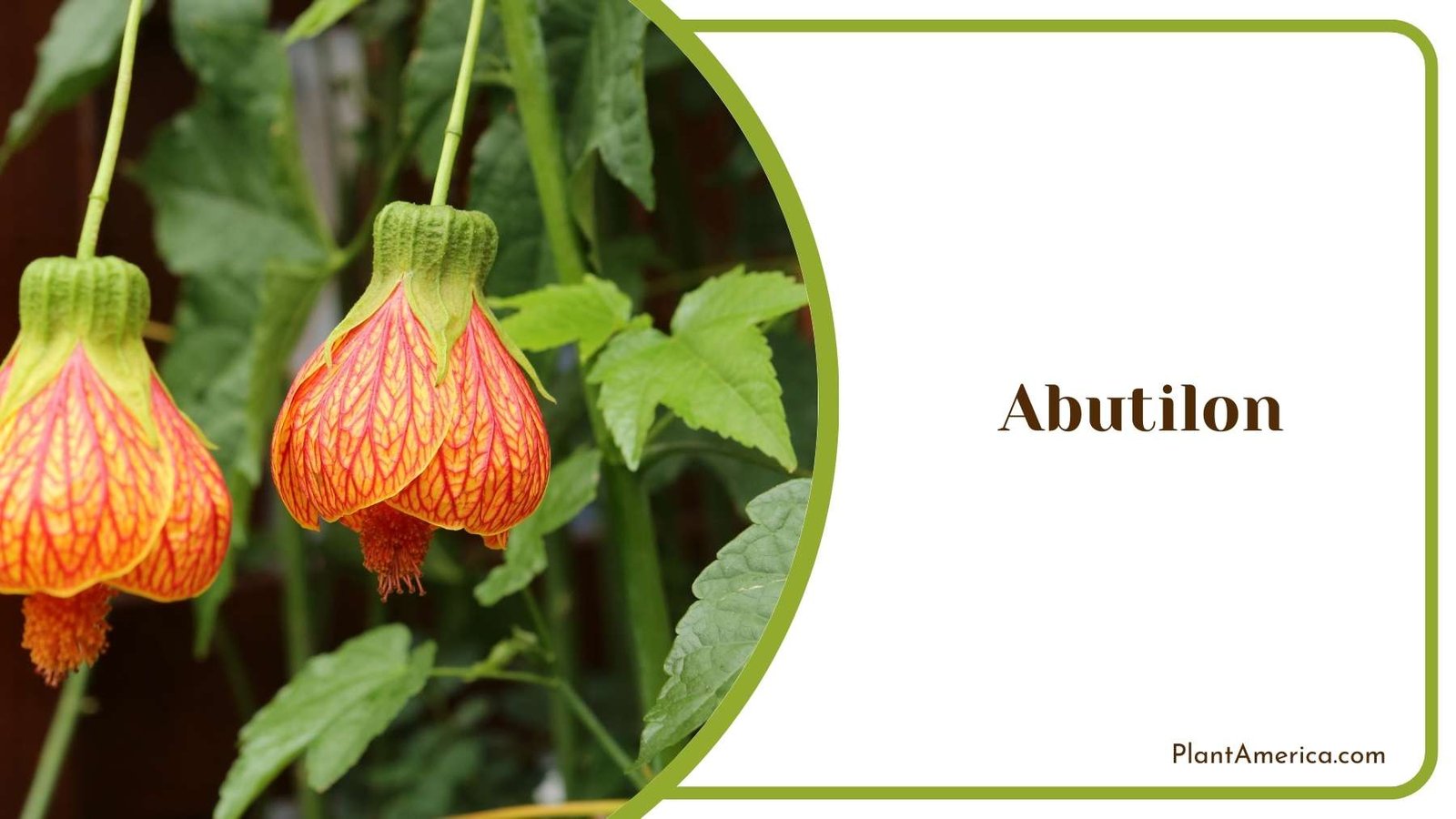 Two Abutilon Flowers Plant America