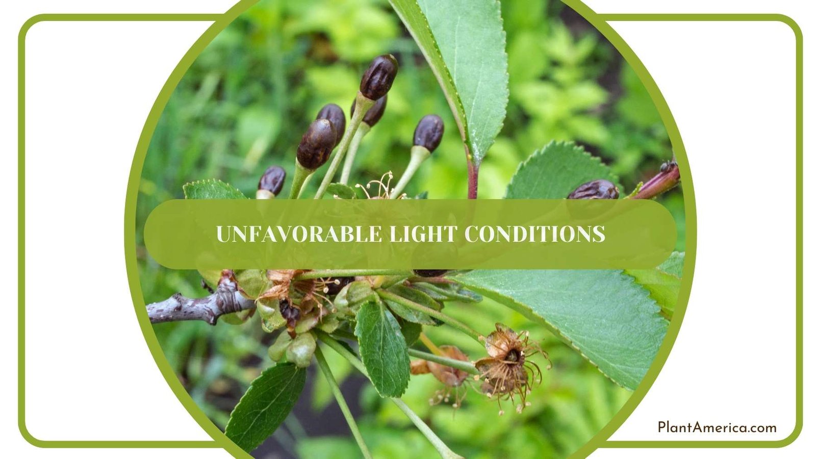 Unfavorable Light Conditions On Leaves Plant America