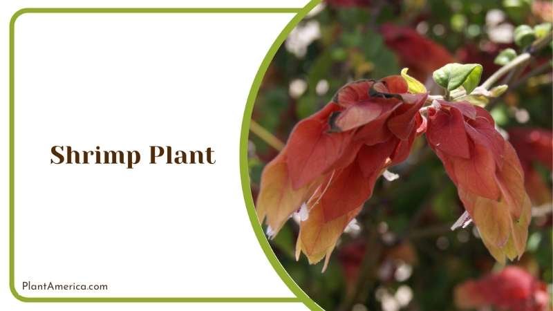 Unique Shrimp Plants Plant America