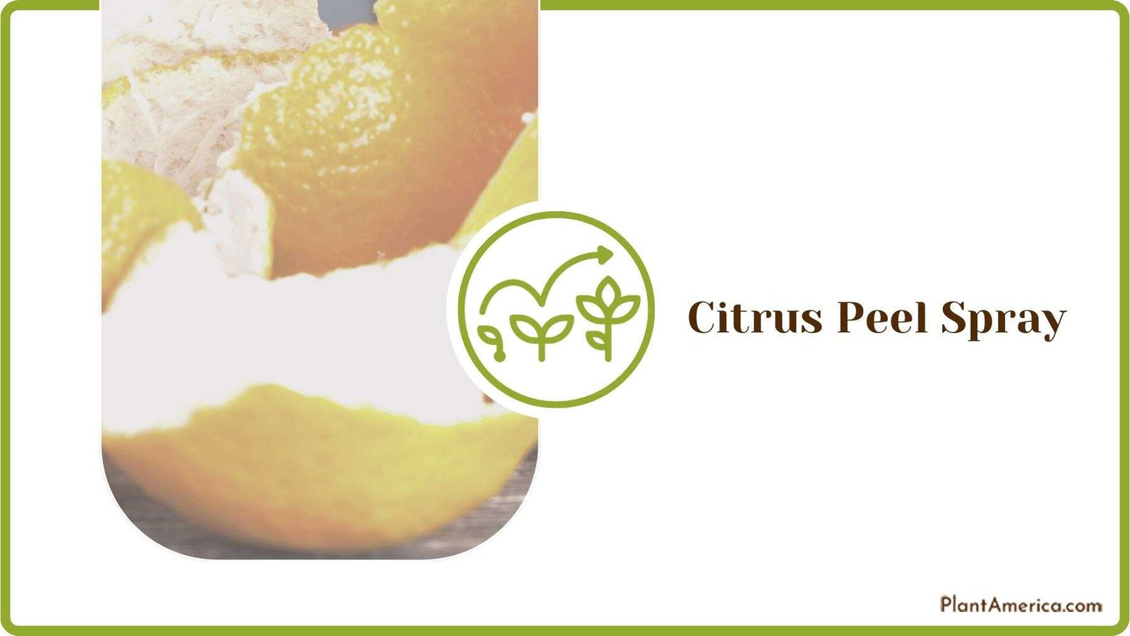 Using Citrus Peel Spray for Mealybugs Plant America Using Citrus Peel Spray for Mealybugs Plant America