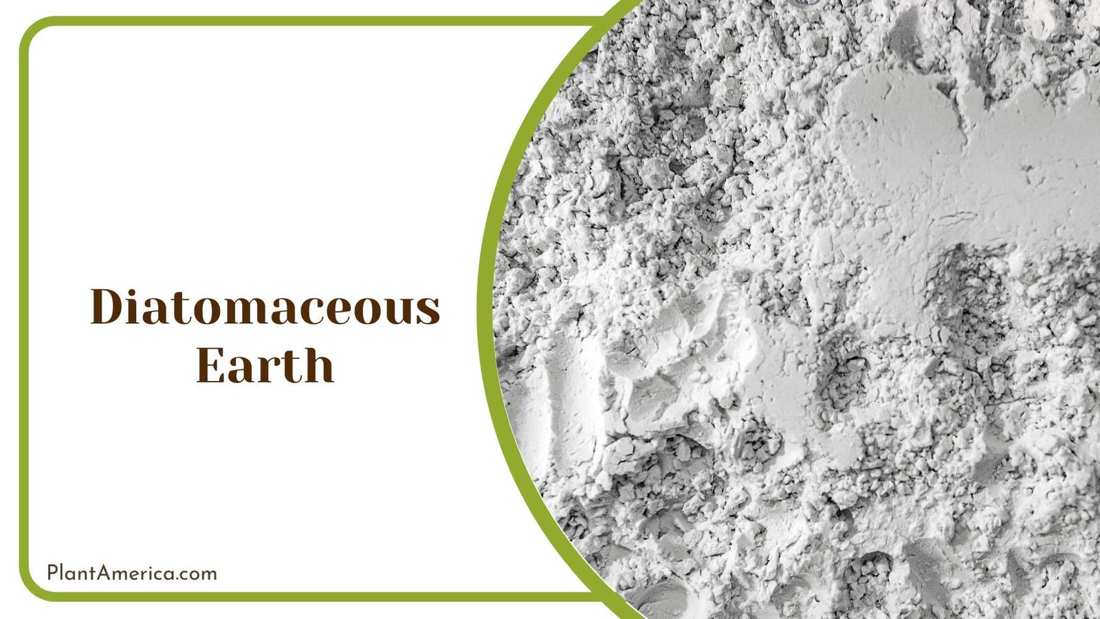 Using Diatomaceous Earth Plant America