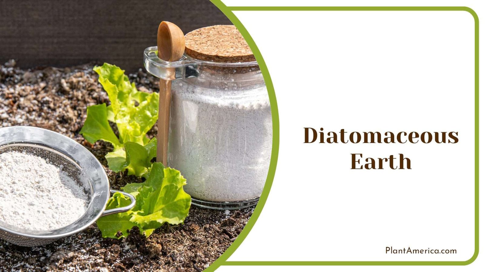Using Diatomaceous Earth Plantamerica