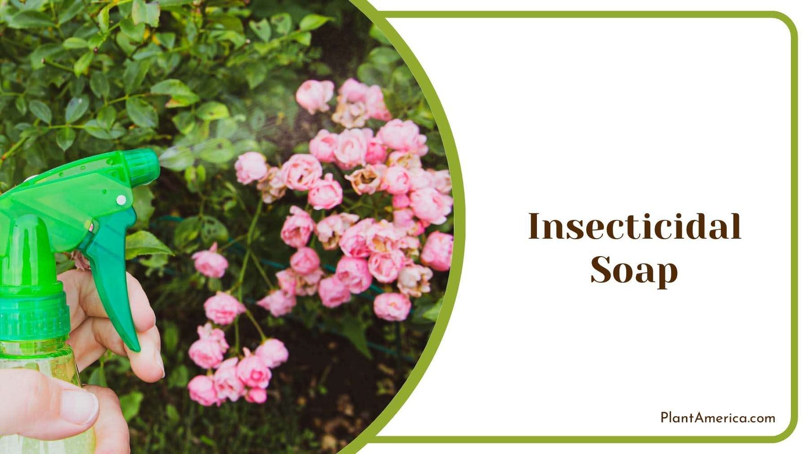 Using Insecticidal Soap Plant America